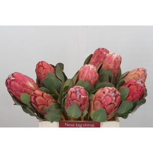 Protea Grandiceps