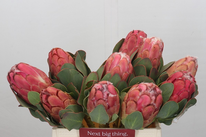 <h4>Protea Grandiceps</h4>