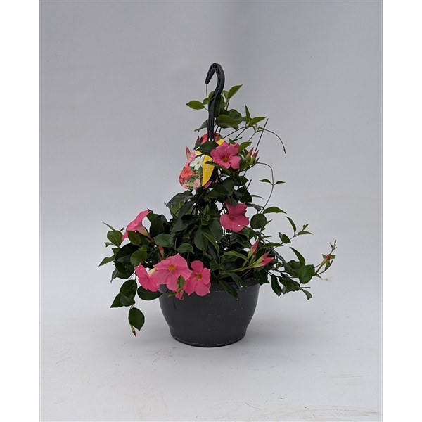 <h4>Mandevillea Sundeville' hangpot p25cm'Roze</h4>