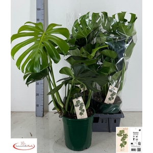 MONSTERA DELICIOSA