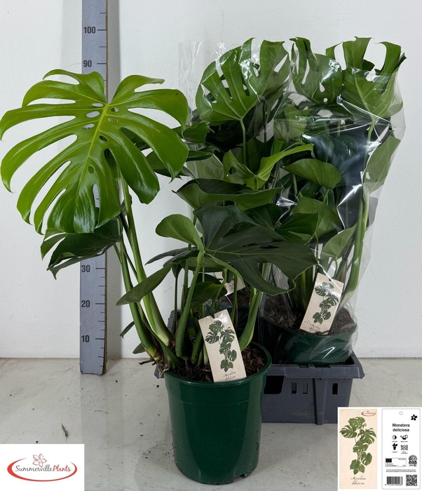 <h4>MONSTERA DELICIOSA</h4>
