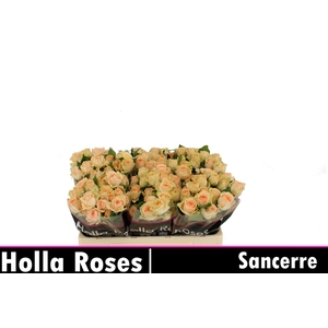 R TR SANCERRE