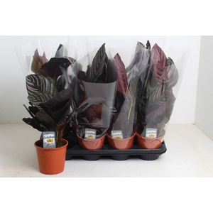 CALAT SANDERIANA