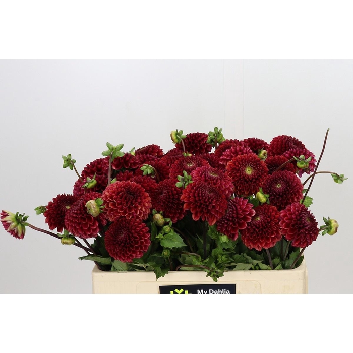 <h4>DAHLIA COPPERBOY</h4>