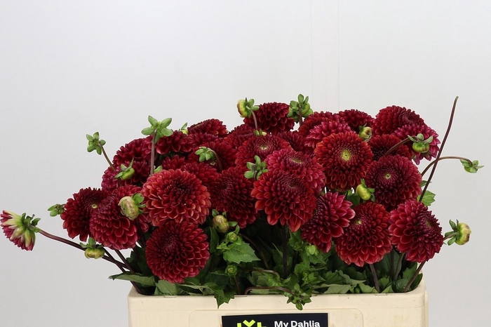 DAHLIA COPPERBOY