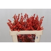 Ilex Oudijk's Orange