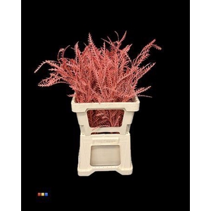 Grevillea Ivanhoe Coral
