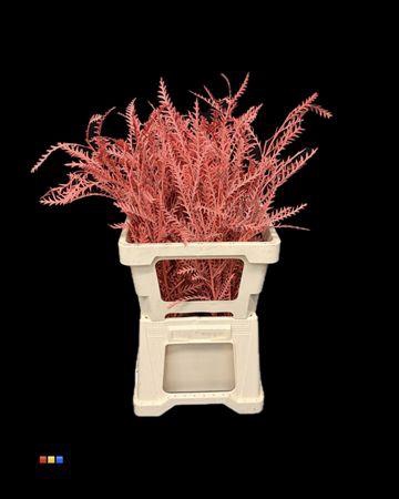 <h4>Grevillea Ivanhoe Coral</h4>