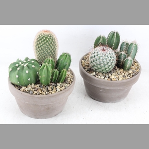 arr2 UB - Cactus Choko schaal x3