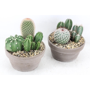 Arr2 Ub - Cactus Choko Schaal X3
