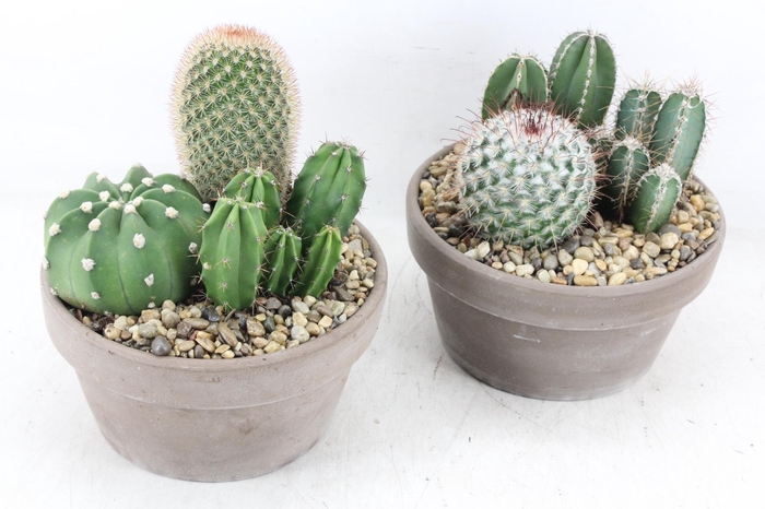 <h4>arr2 UB - Cactus Choko schaal x3</h4>