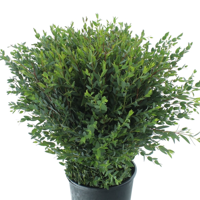 Euca Parvifolia 300gr P Bs