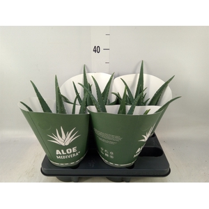 Aloe  'Equator'