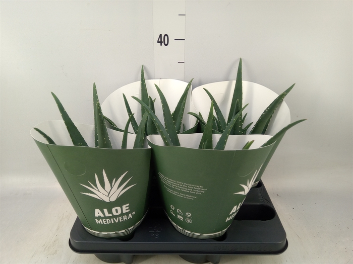 <h4>Aloe  'Equator'</h4>