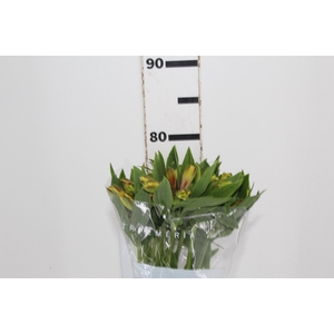 ALSTROEMERIA CARIBBEAN 080 CM