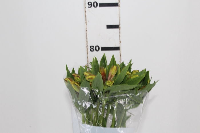 <h4>ALSTROEMERIA CARIBBEAN 080 CM</h4>