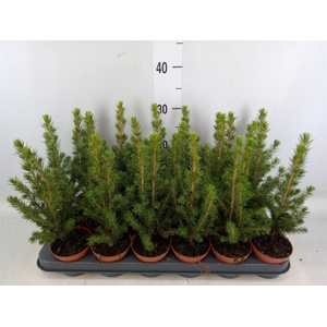 Picea glauca 'Conica'