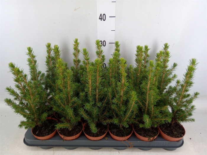 <h4>Picea glauca 'Conica'</h4>