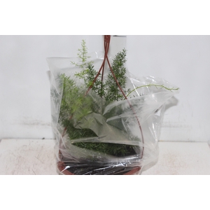 ASPARGO ALFINETE C21