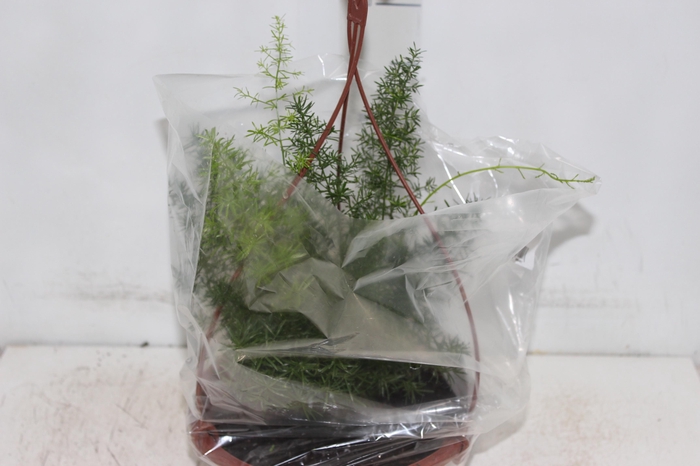 <h4>ASPARGO ALFINETE C21</h4>