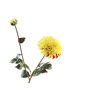 Dahlia Spray Yellow FL440078YEL