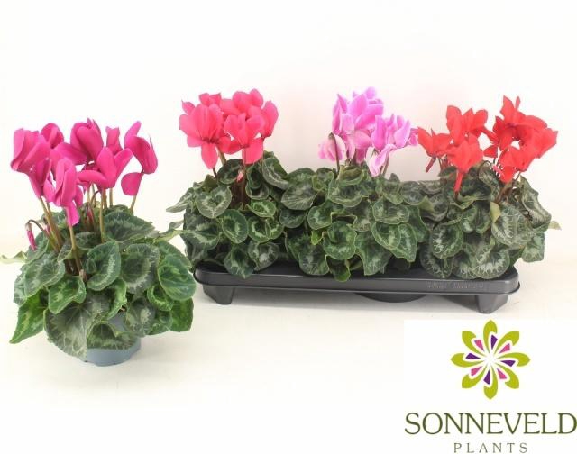 <h4>CYCL GR SUP XL</h4>