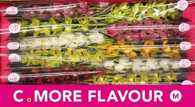 <h4>CYMB MI GEM</h4>