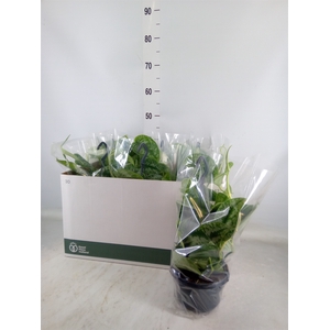 Scindapsus pictus 'Trebie'
