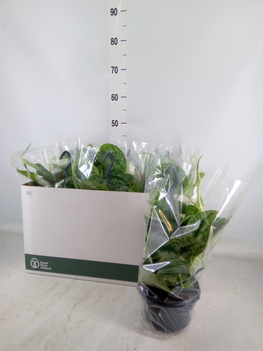 <h4>Scindapsus pictus 'Trebie'</h4>