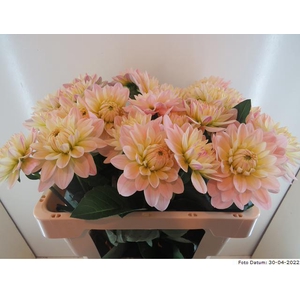Dahlia Dianas Memory Baars