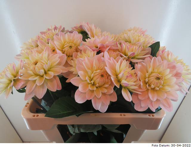 <h4>Dahlia Dianas Memory Baars</h4>