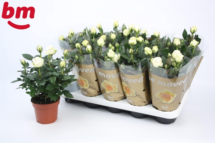 <h4>Rosa White Beau Monde (12 cm)</h4>