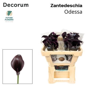 CALLA ODESSA ZANT ODESSA
