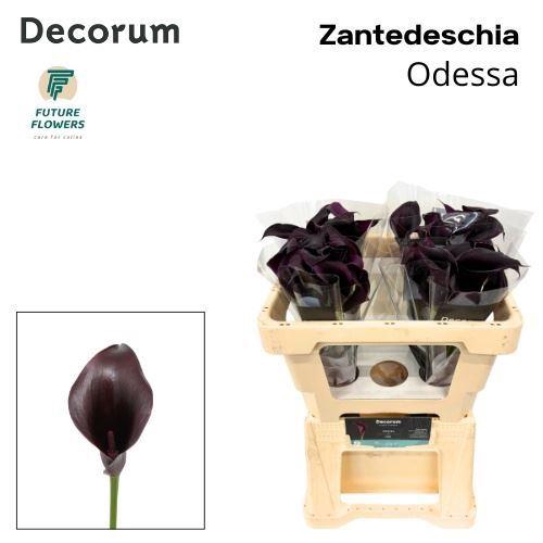 <h4>CALLA ODESSA ZANT ODESSA</h4>