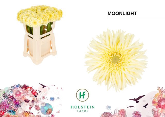 <h4>Germini Spider Moonlight Water</h4>