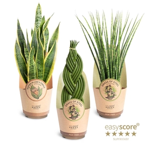 SANSEVIERIA CYLINDRICA P17 GRASS OF STEEL PAPER