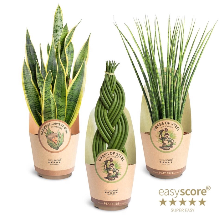 <h4>SANSEVIERIA CYLINDRICA P17 GRASS OF STEEL PAPER</h4>