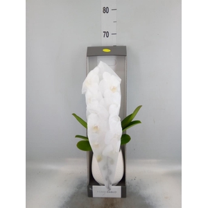 Phalaenopsis   ...white