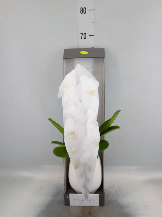 <h4>Phalaenopsis   ...white</h4>