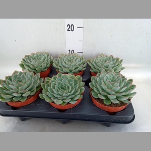 Echeveria pulidonis 'Sky Pearl'