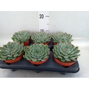 Echeveria pulidonis 'Sky Pearl'