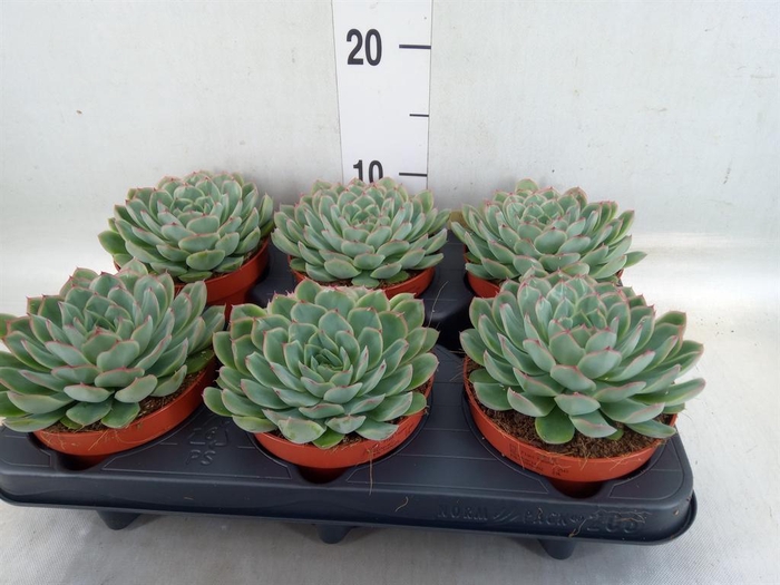 <h4>Echeveria pulidonis 'Sky Pearl'</h4>