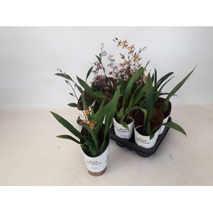 BRASSIA SUMMER DREAM