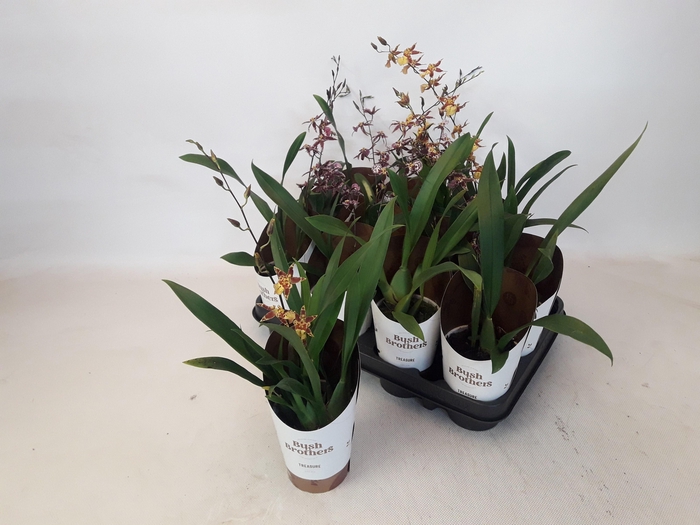 <h4>Brassia Summer Dream</h4>