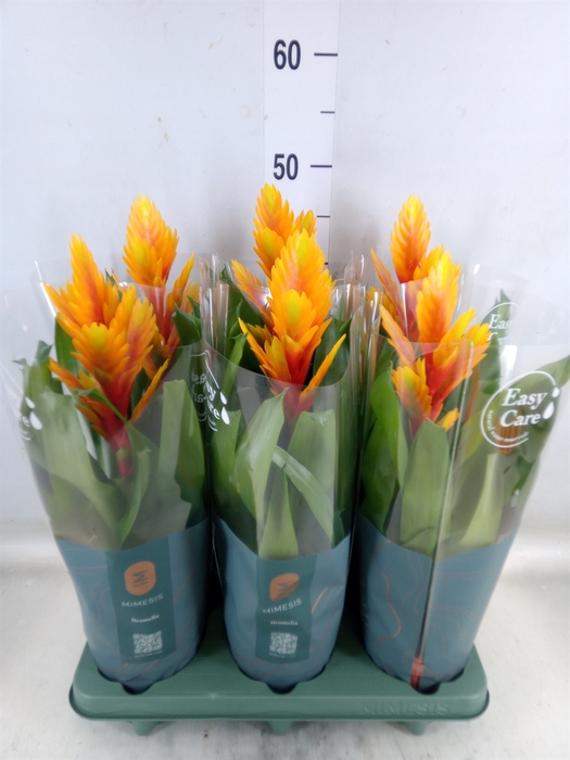 <h4>Vriesea  'Intenso Flame'</h4>