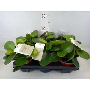 Peperomia clusiifolia 'Red Margin'