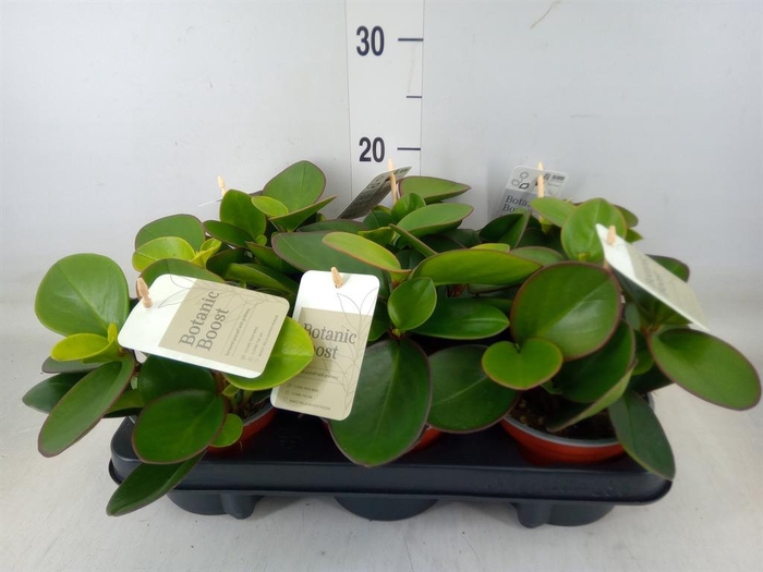 <h4>Peperomia clusiifolia 'Red Margin'</h4>