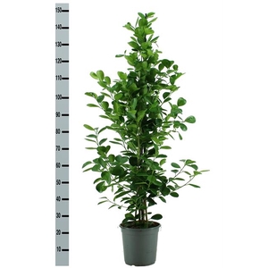 Ficus Microcapra Moclame 24Ø 165cm 3pp