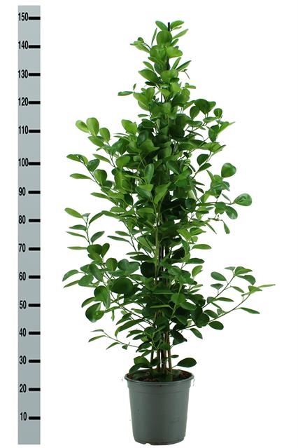 Ficus Microcapra Moclame 24Ø 165cm 3pp