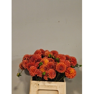 DAHL CORNEL BRONZE